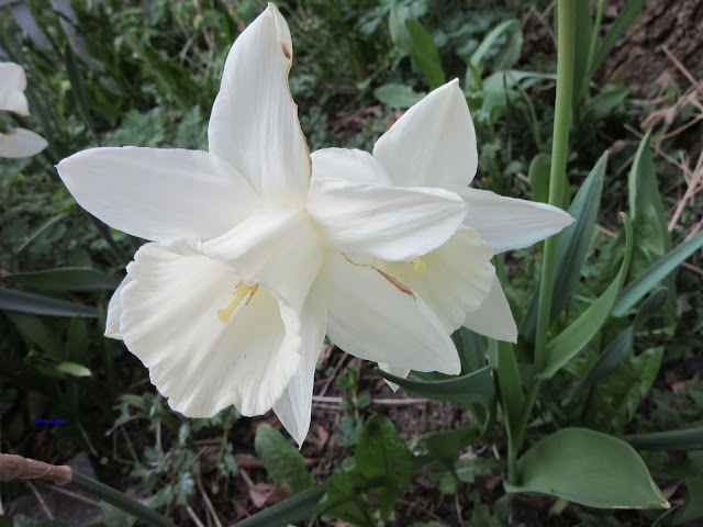 white narcissus - valkoinen narsissi