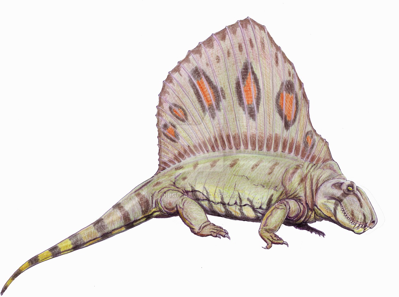 Dimetrodon
