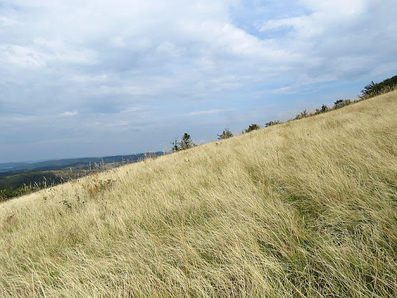 Trawy połonin.