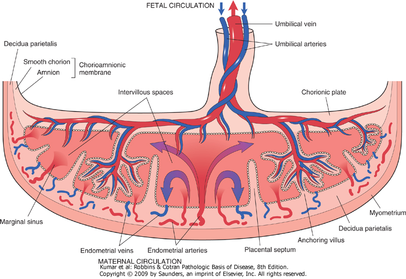 Magali comision 6 2013 TRASTORNOS PLACENTARIOS