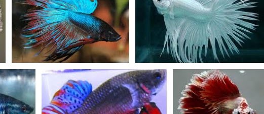 Cara yang Benar Merawat Ikan Cupang