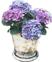 Vaso de hortênsia em png Vaso de hortênsia em png