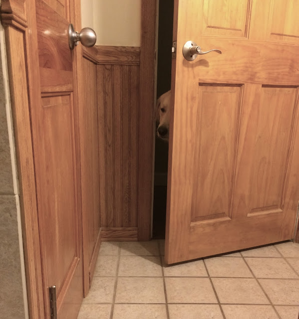 Dog waiting outside bathroom door wordless wednesday