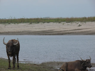 মহৰ-শিং