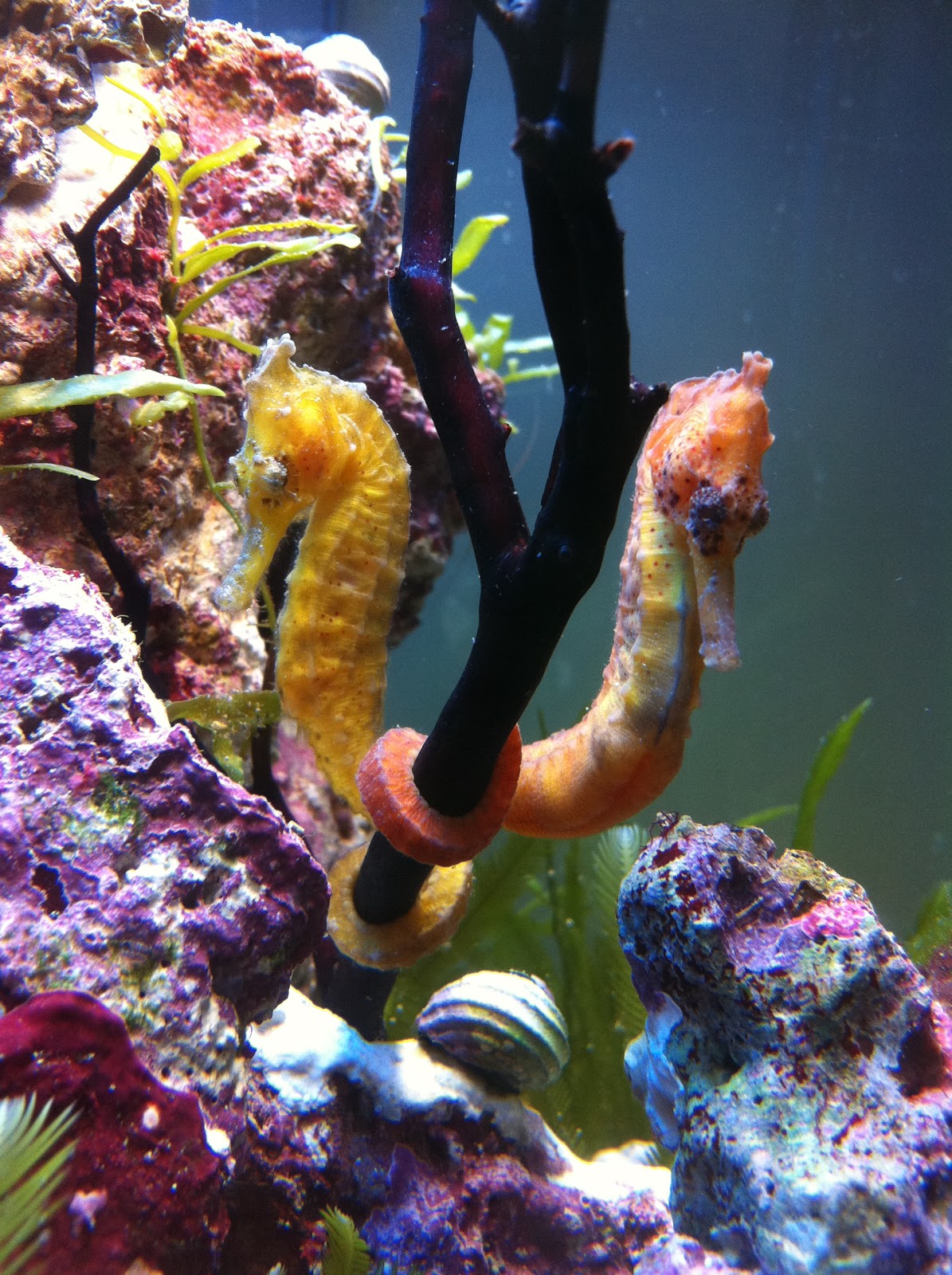 Setting up Marine Seahorse Tank