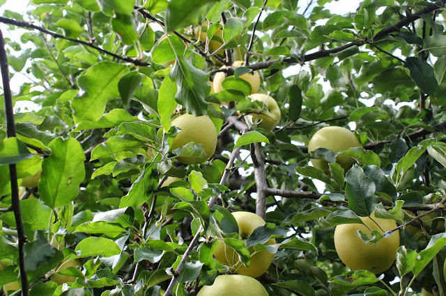 Apples at Berlin Orchards