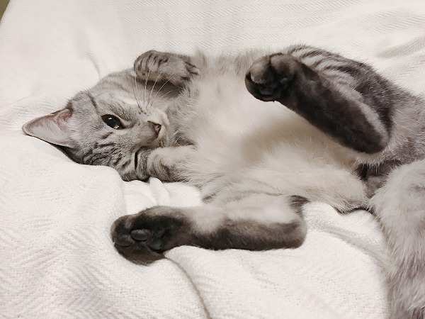 ウィンクしてぶりっこするサバトラ猫