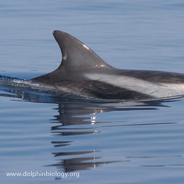 Dolphin Biology and Conservation Striped dolphin's dorsal fin