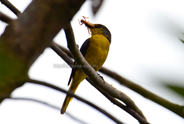 Bakelalan Bird Watching Trip Report Ba' Kelalan Birds