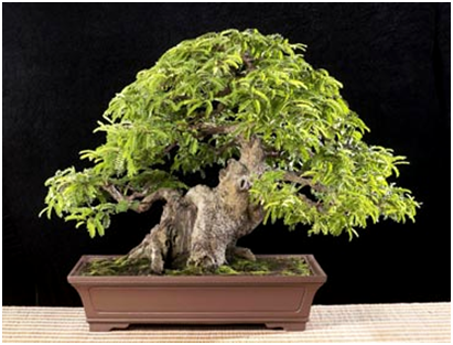 Jenis-Jenis Tanaman yang Dapat Dijadikan Bonsai