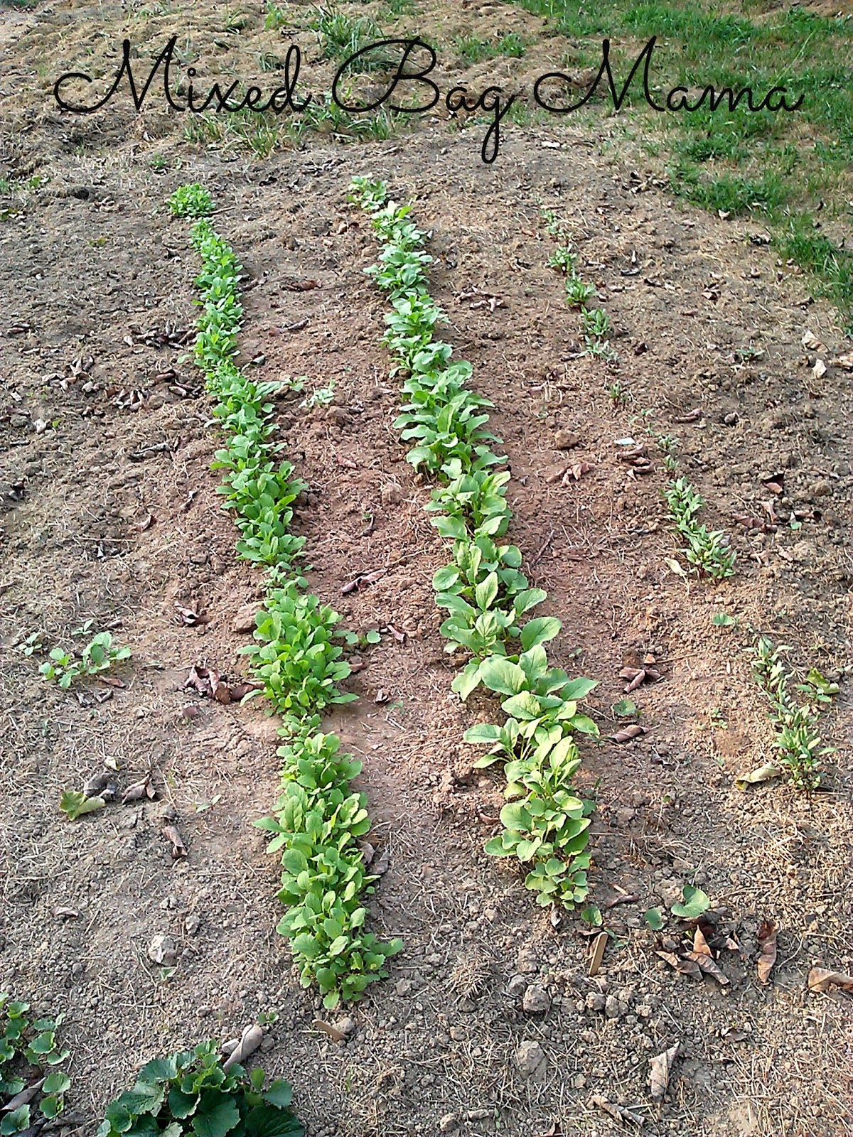 Mixed Bag Mama Gardening Spotlight Edible Radish Greens?