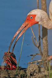ibis birds wading dallas trinity forest trails