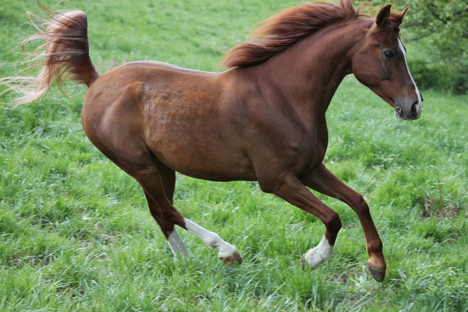 Shipman Training LLC