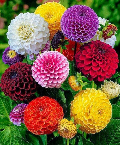Dahlias Stunning nature Dahlias Stunning nature