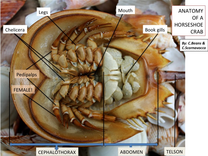 Органы крабов. Строение краба. Внутреннее строение краба. Анатомия краба. Анатомия краба внутренние органы.