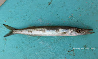 Bigeye Barracuda