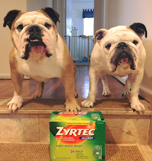 Can You Give A Dog Zyrtec For Allergies Can You Give A Dog Zyrtec For Allergies