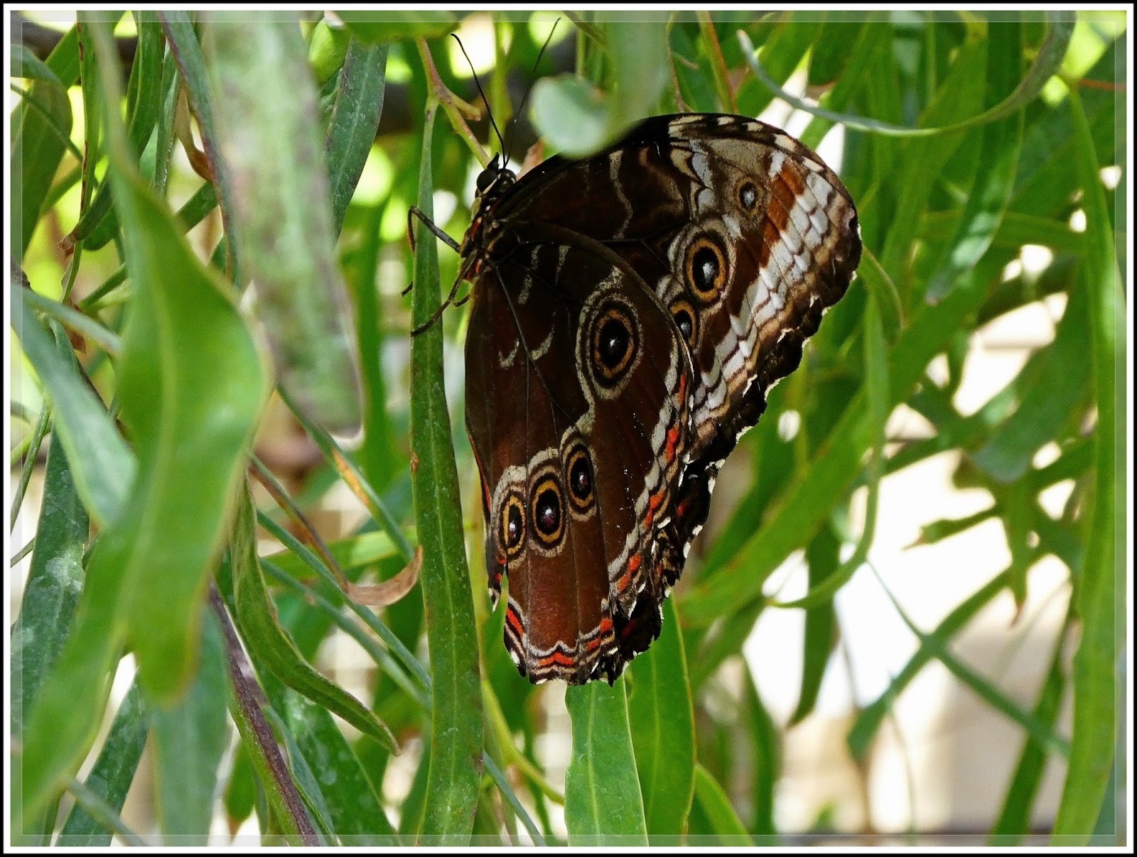 Ken's Photo Gallery Springs Preserve (Butterflies & Birds)