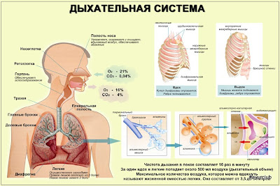 Дыхательная система организма человека - нажать для увеличения