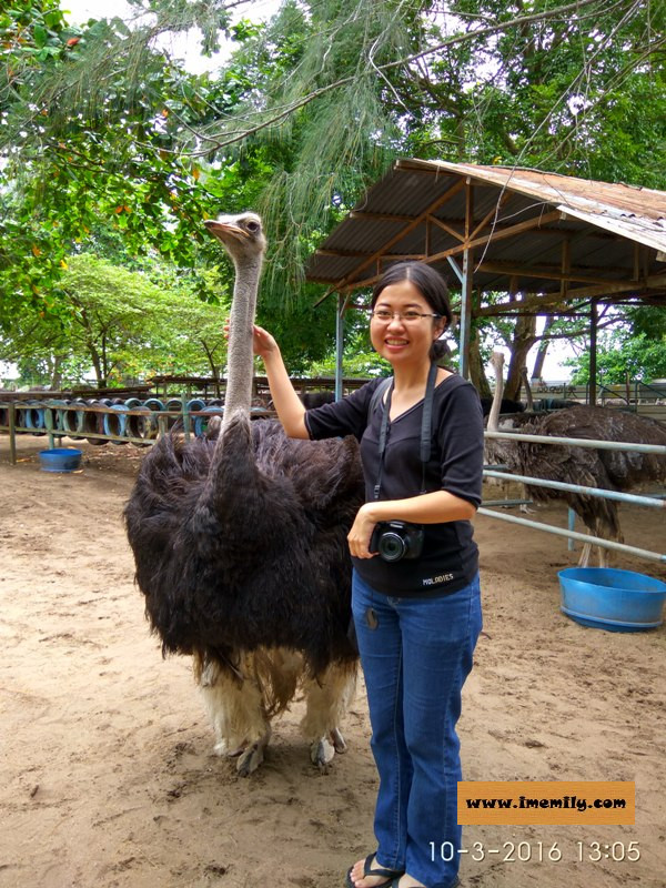 Visiting Chickaboo @ Desaru Ostrich Farm
