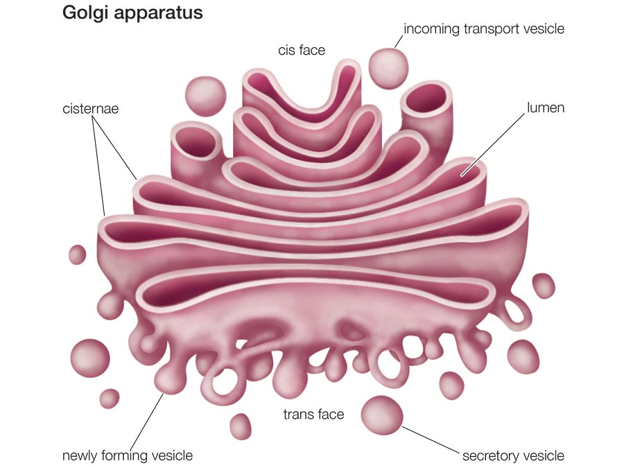 Реферат: ER The Golgi Body And Vesicles Essay