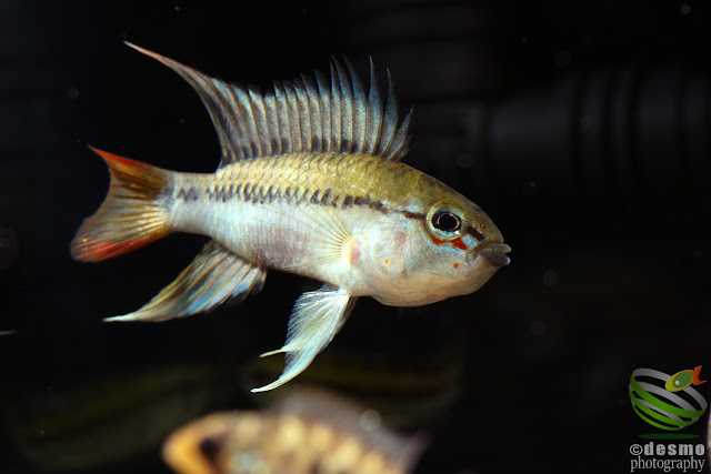 Apistogramma sp. schwarzkehl / A. sp. D25