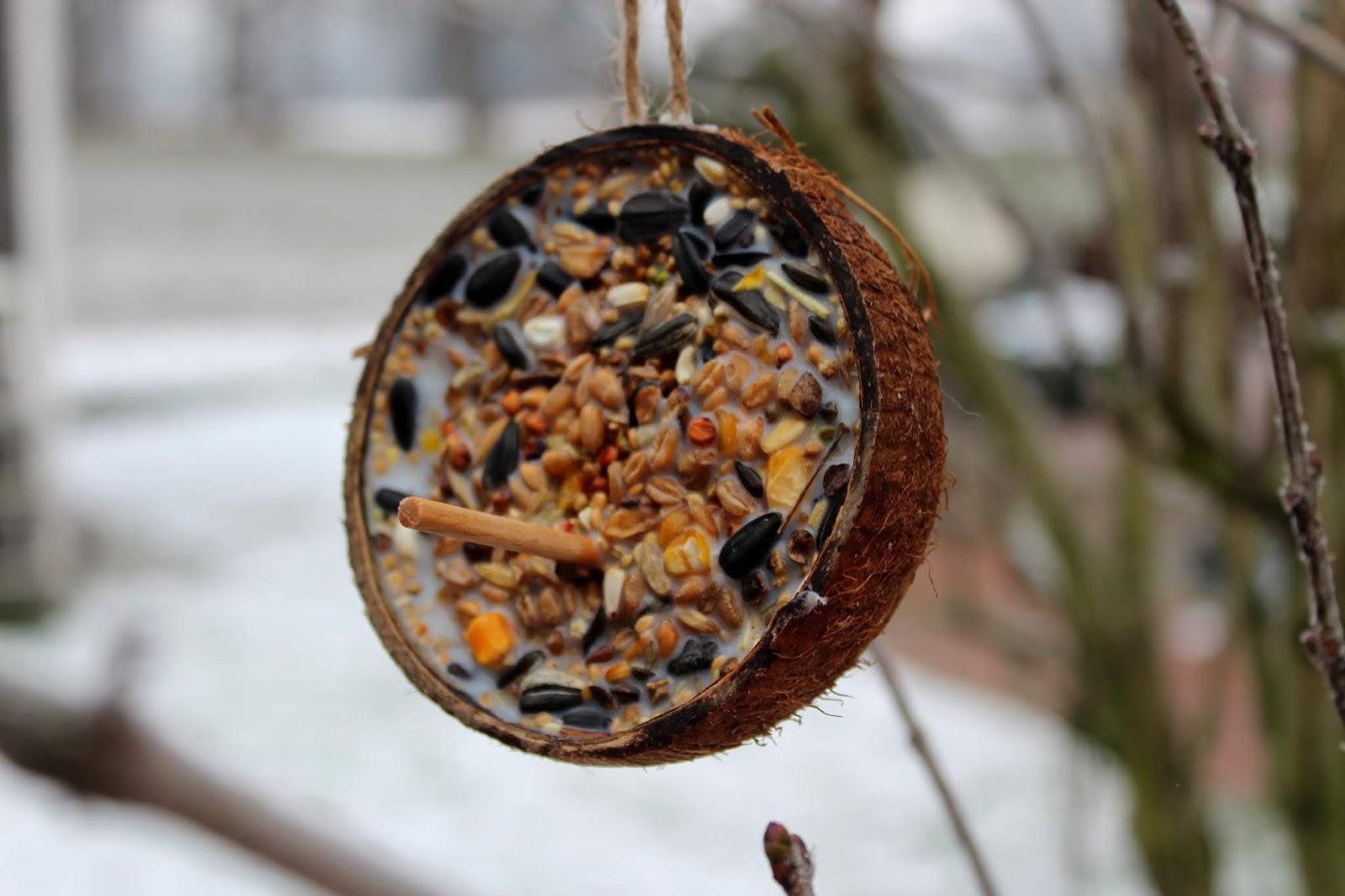 DIY Vogelfutter ganz einfach in einer Kokosnussschale selber machen mit Kokosfett