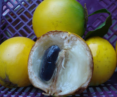 abiu fruit caimito pouteria tree golden overview health plant seedling effects benefits side trees emperor curing disease tips