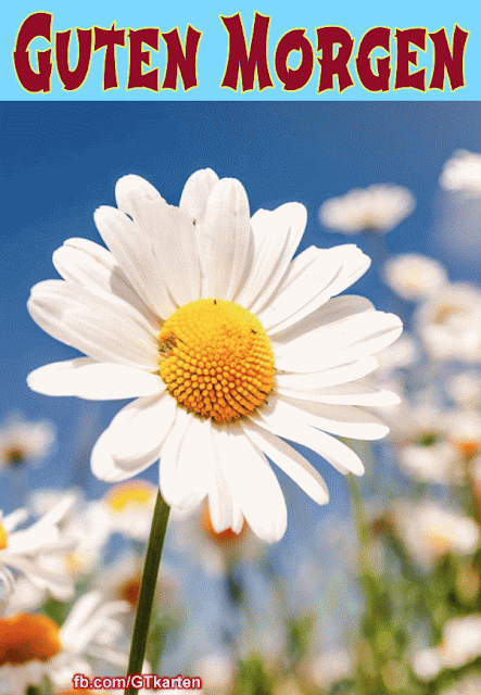 Guten Morgen, Blumen Gif