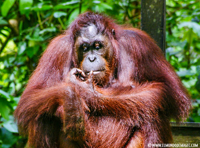 ver-orangutanes-en-borneo-sepilok ver-orangutanes-en-borneo-sepilok-el gran macho