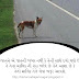 Gujarati Article On Unconditional Love of Dog