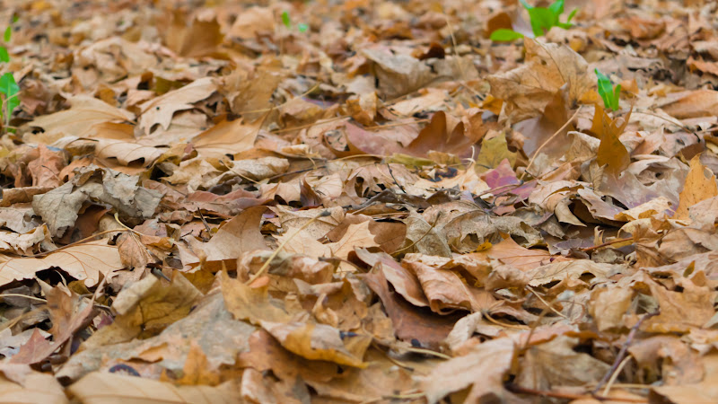 From Last Day of Autumn