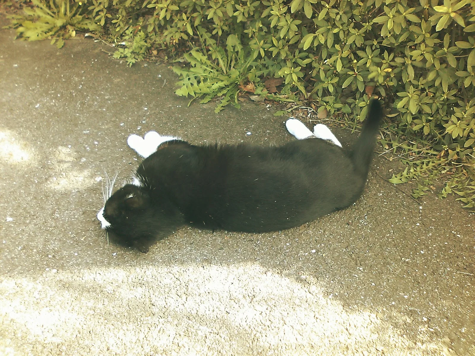 歩道に寝転んだ猫の後ろ姿