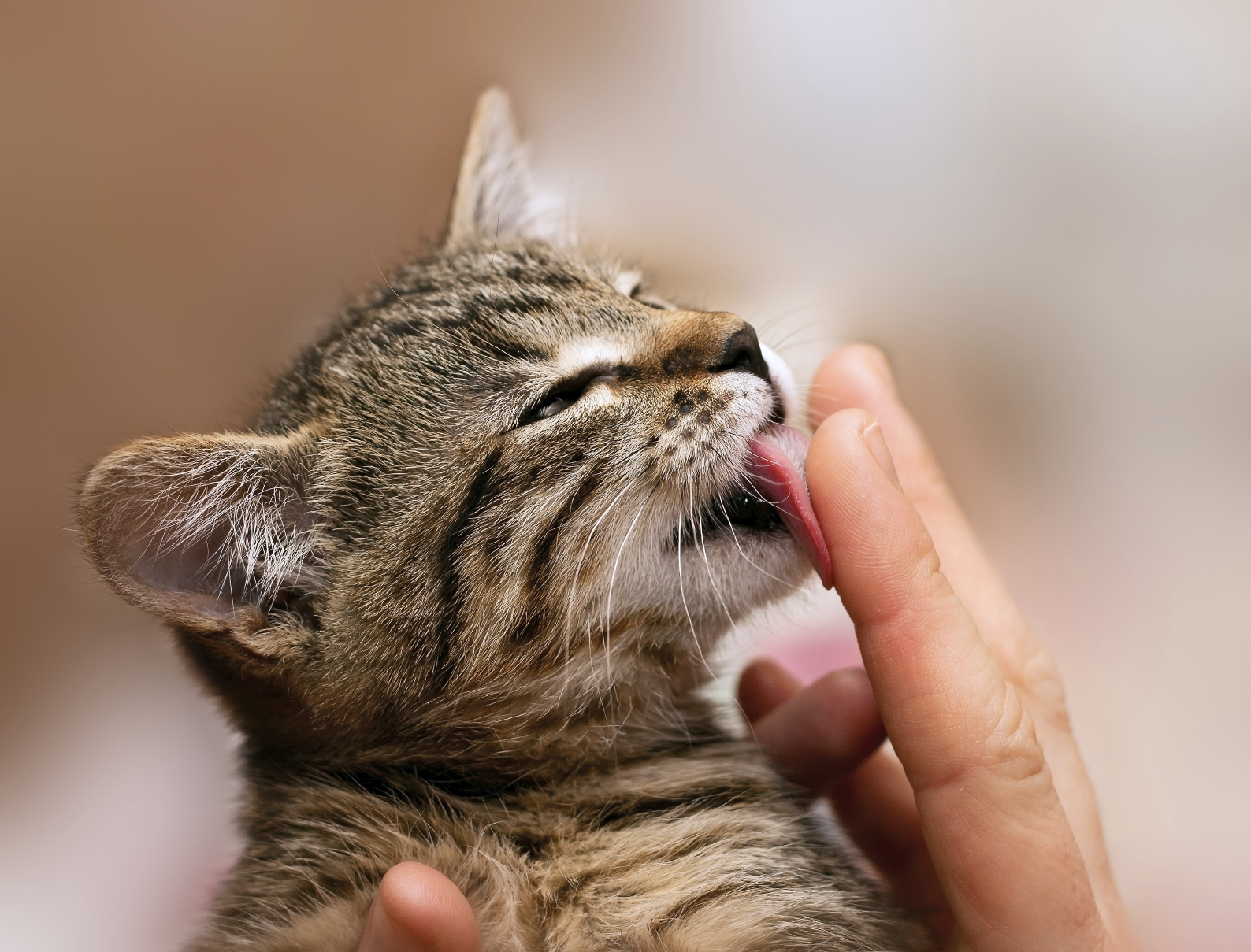Bregman Veterinary Group Q & A Why Does My Cat Lick Me?