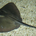 Klasifikasi Ikan Pari thumbnail