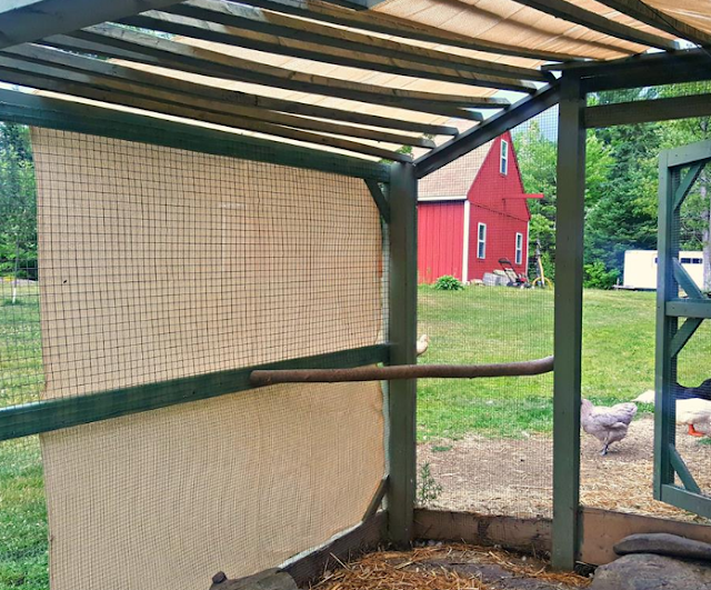 Help your Backyard Chickens Beat the Summer Heat Fresh Eggs Daily®