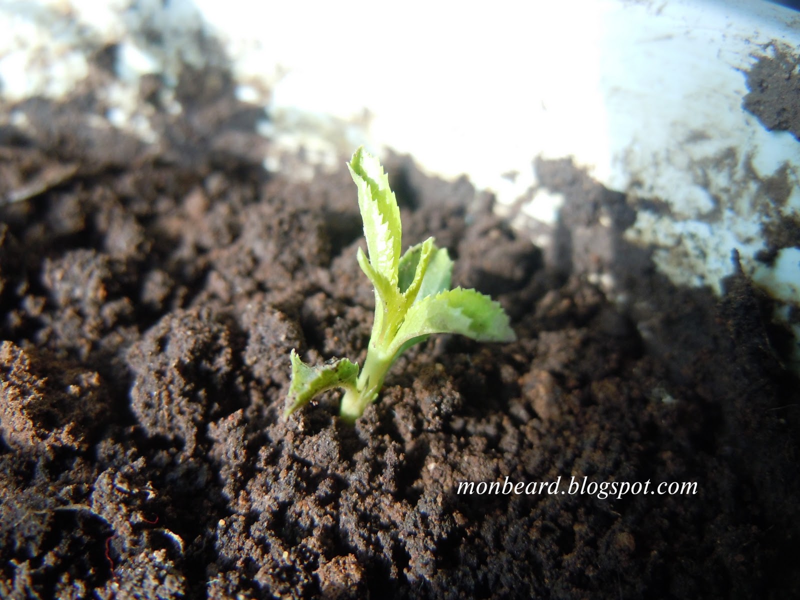 Монгол сор: Бариулт Бүйлс - Amygdalus pedunculata Pall (???)