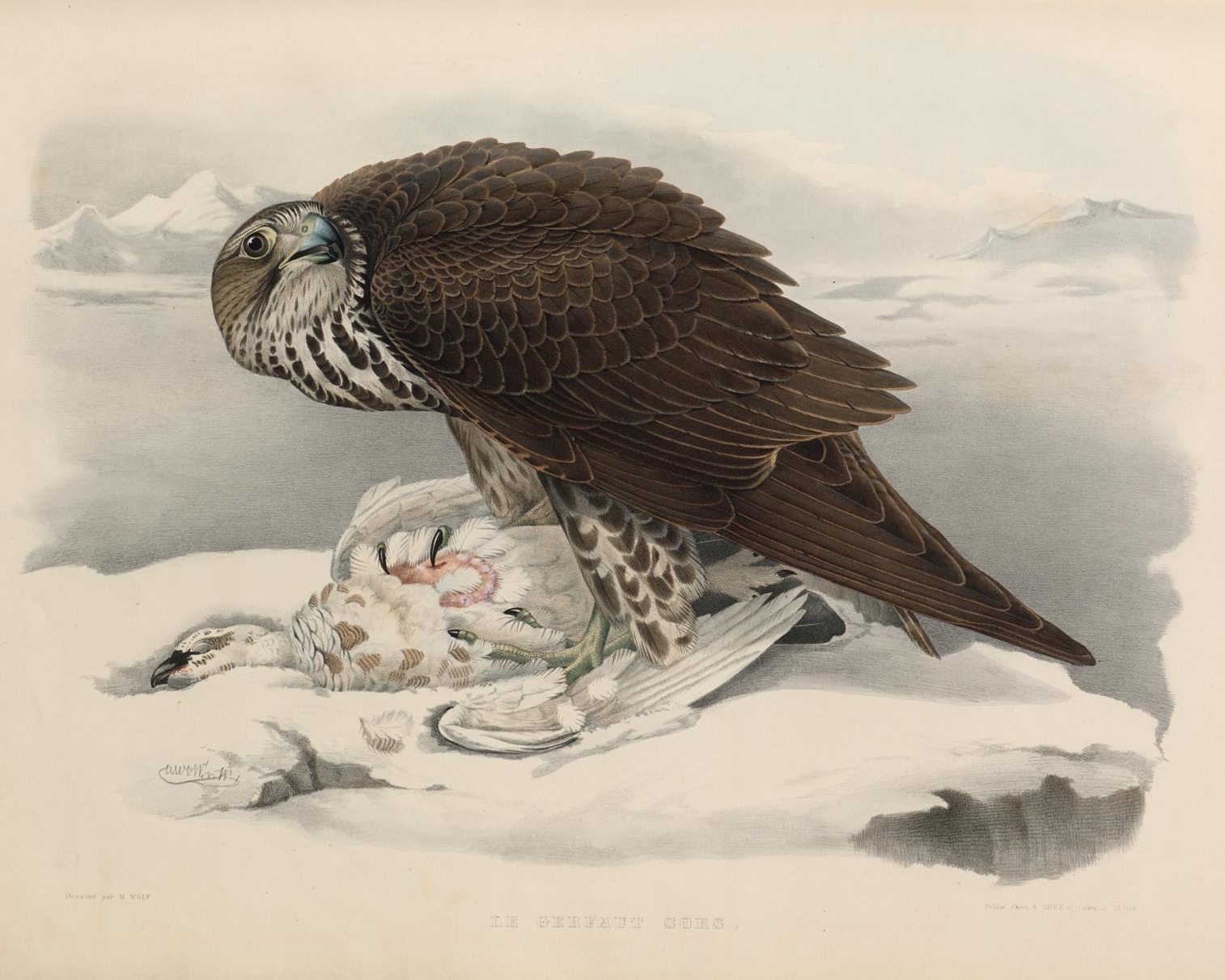 lithograph of crouched raptor