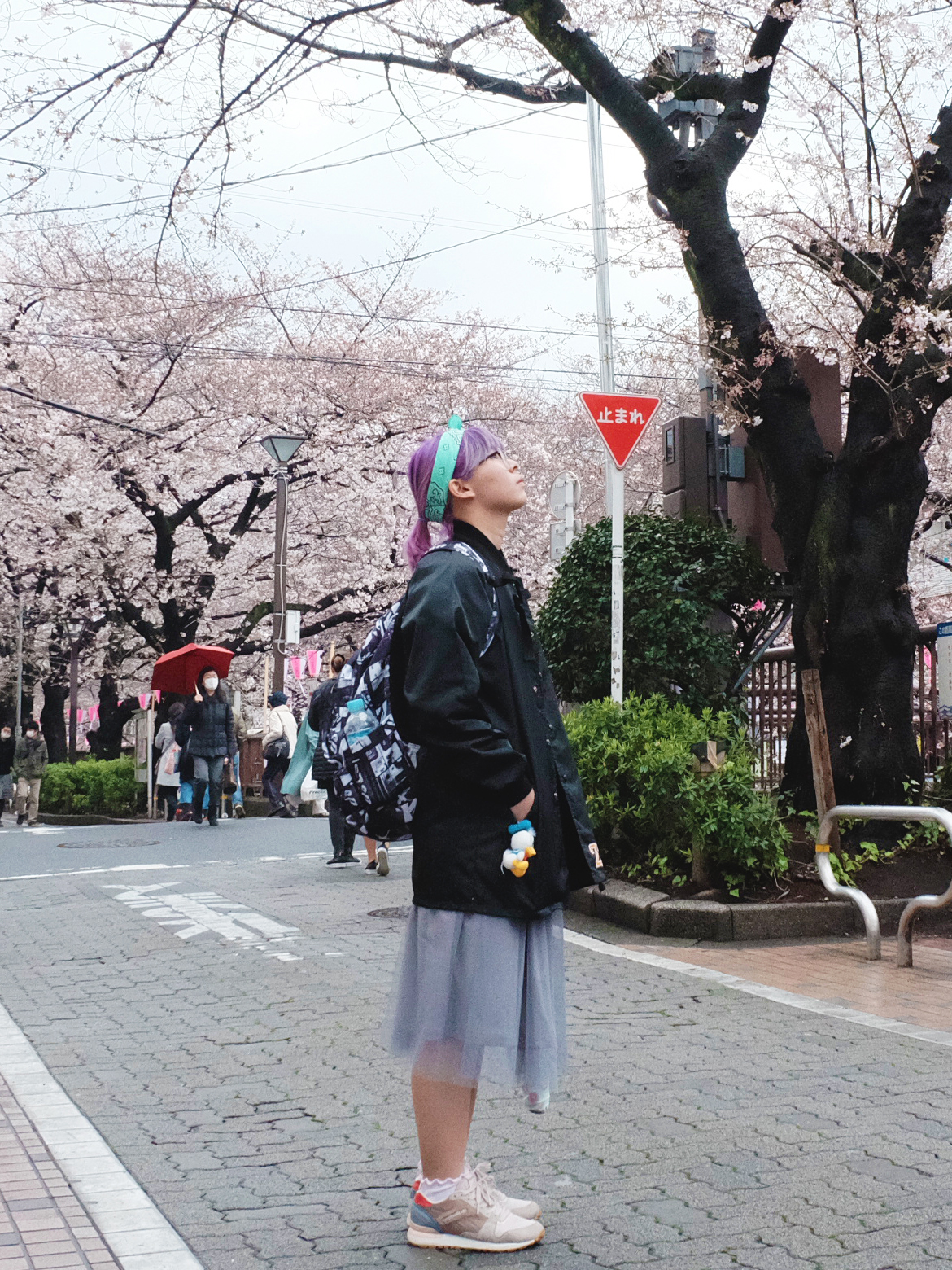 Guide to Chase Cherry Blossom in Japan Blog | www.bigdreamerblog.com