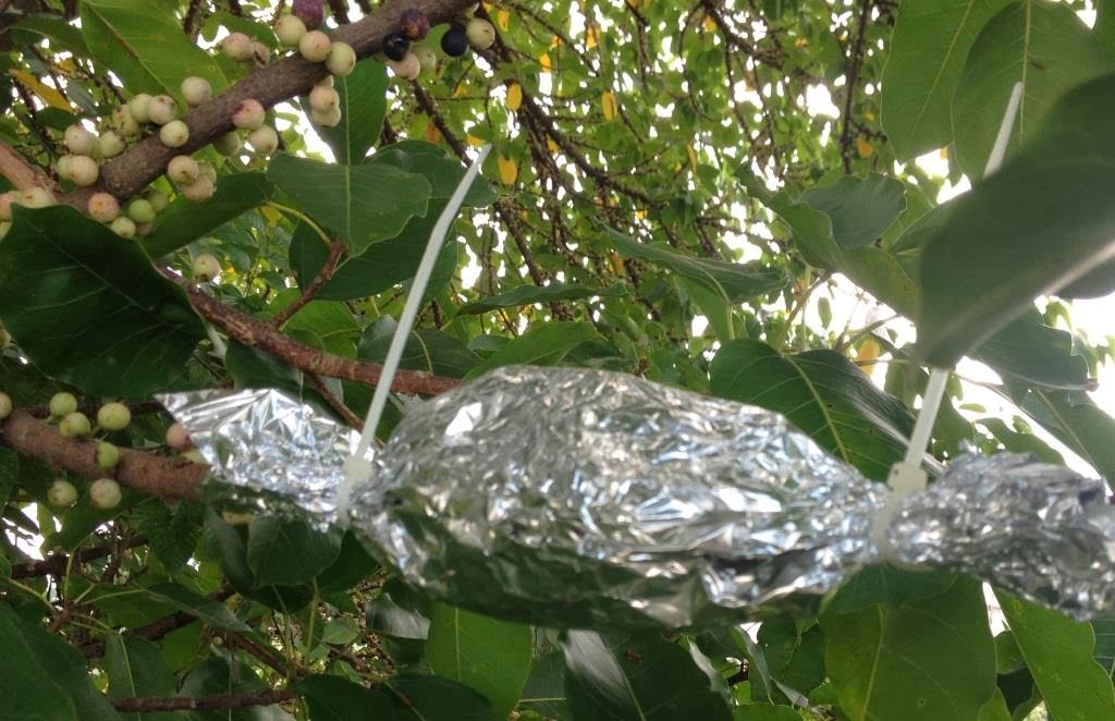 Unusual Figs Tree, Fruits Up To Small Branches !!!