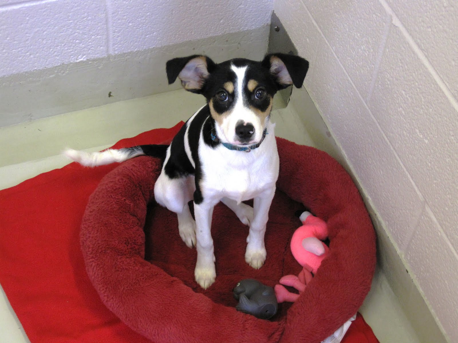 photo frederick county animal shelter
