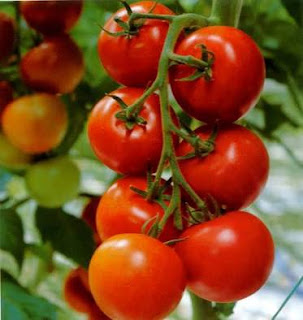 Grow Tomato in a Pot