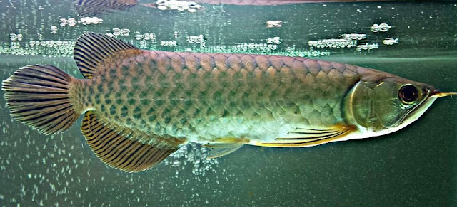 Arwana Pino - Cara Budidaya Ikan