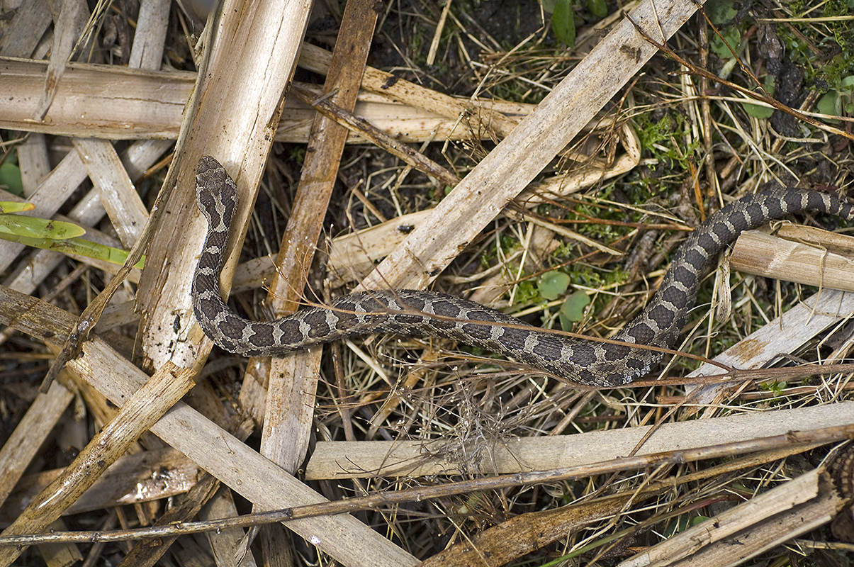 Michigan DNR: Scared of snakes? No need to be - Gr8LakesCamper
