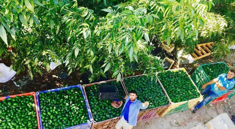 الزراعة تاريخ وتعريف وانواع وعمليات