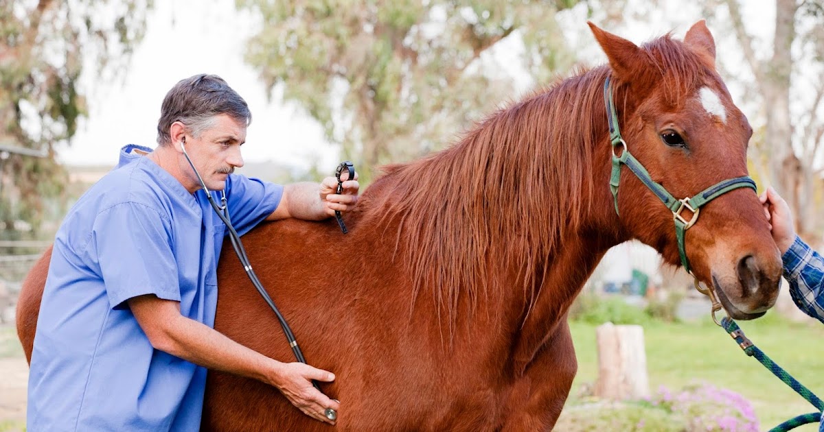 Ten Signs of Horse Illness We love pets