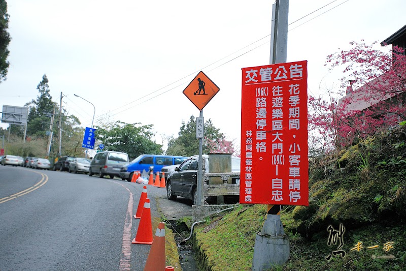 阿里山國家森林遊樂區櫻花季|阿里山櫻王