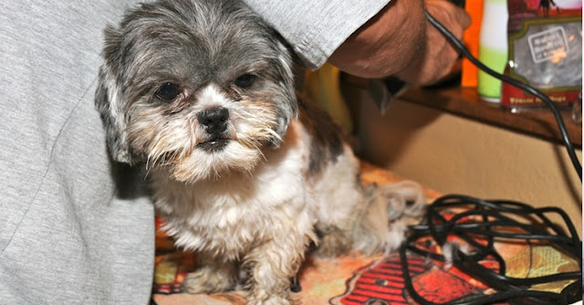 Os Shih Tzu podem ajudar os diabéticos em momentos de crise