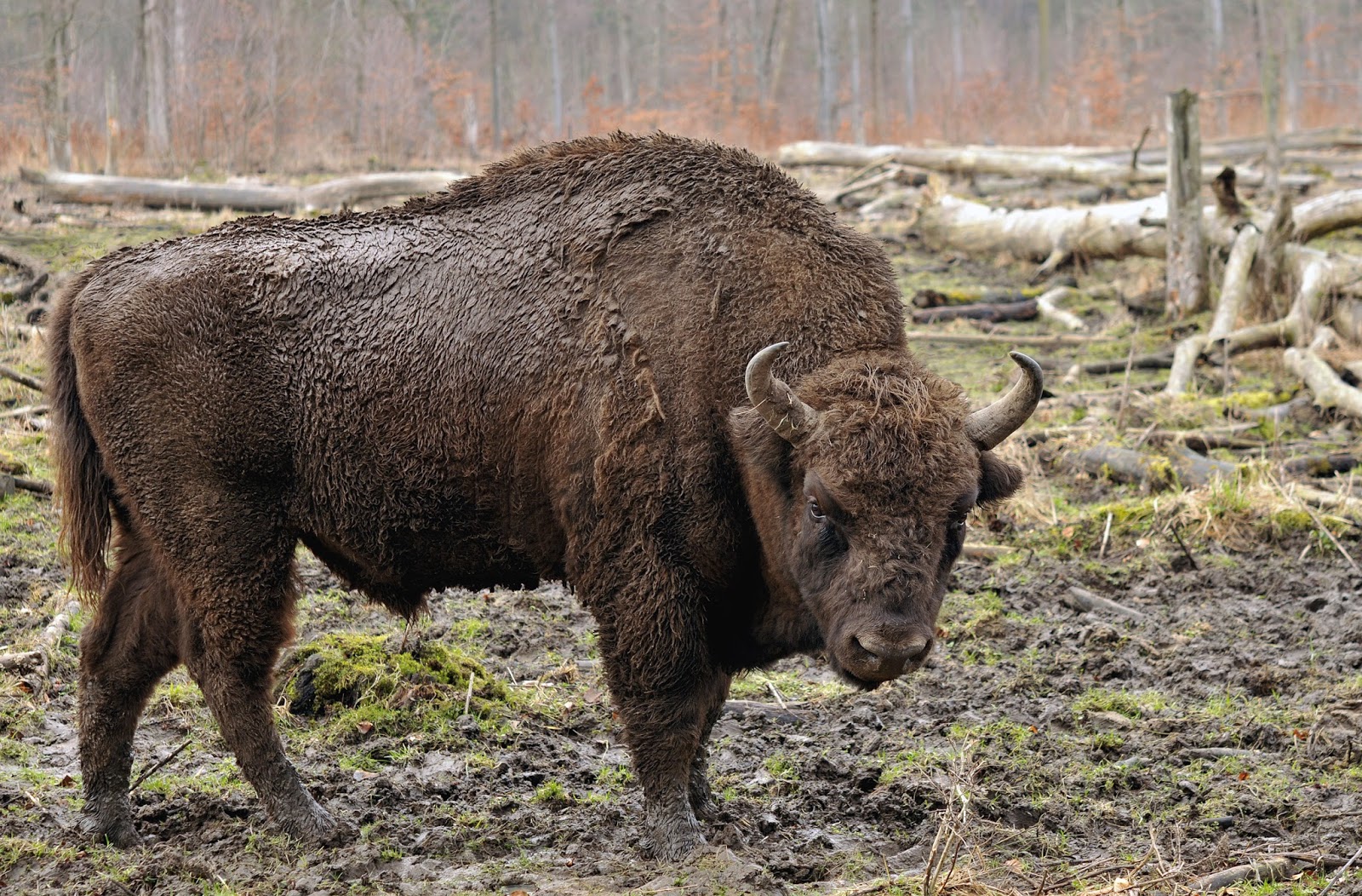 Mammals Animals: Bison bonasus