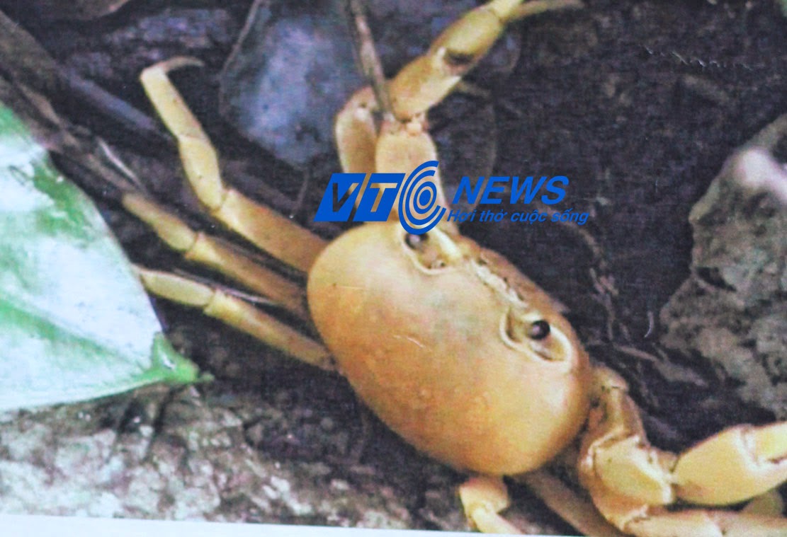 Trấn yểm tràng an cổ